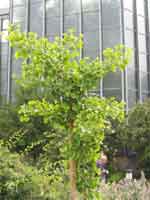 Ginkgo biloba tree